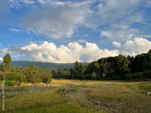 Green dry forest and paddy field landscape. Rice field at Ziro valley Arunachal Pradesh.