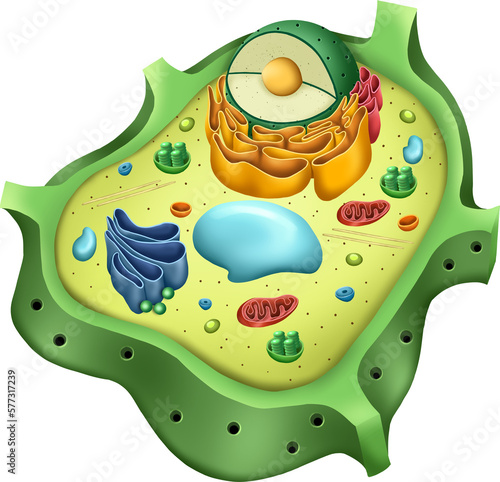 plant cell structure, Molecular Expressions, Photo of the Plant cell anatomy structure. Nucleus, mitochondria, cytoplasm, wall membrane endoplasmic reticulum, golgi apparatus, cell Biology etc