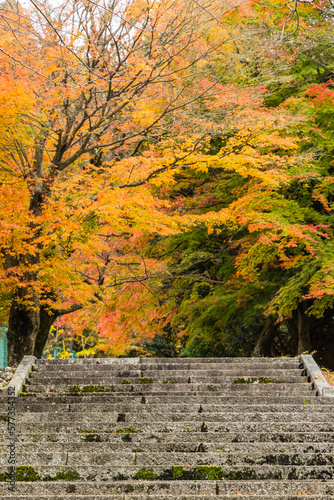 日本 福井県三方上中郡若狭町にある若狭と京都を結ぶ旧鯖街道の熊川宿にある松木神社と紅葉した木々