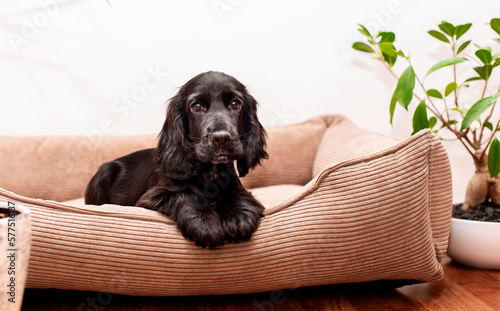 A black cocker spaniel puppy lies in a dog bed. Cute puppy two months old, looking directly into the lens. There is a small green tree near the sunbed. The photo is blurred
