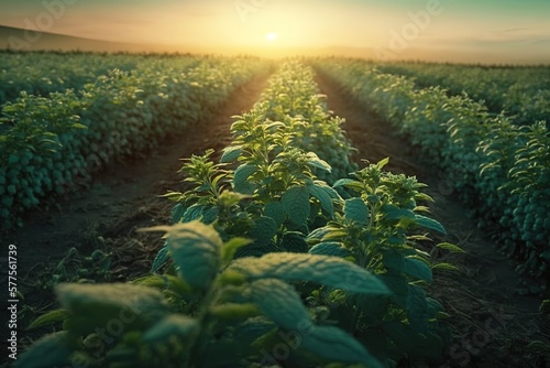 Close up peppermint field under beautiful sunlight. Generative AI