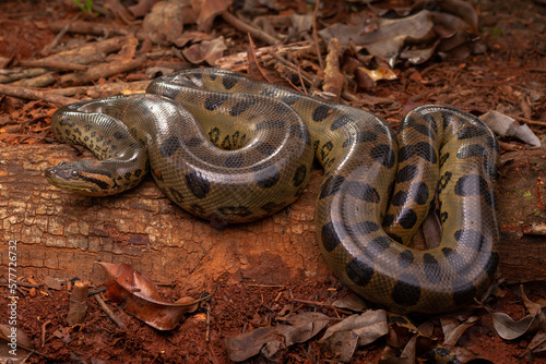 green anaconda sucuri