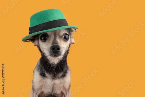 funny dog in irish leprechaun hat, saint patrick day background, copy space