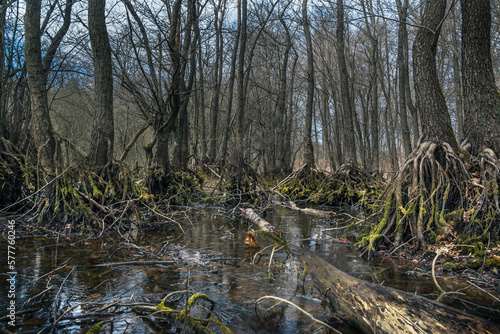 Alder trees with stilt roots growing in a wet swamp