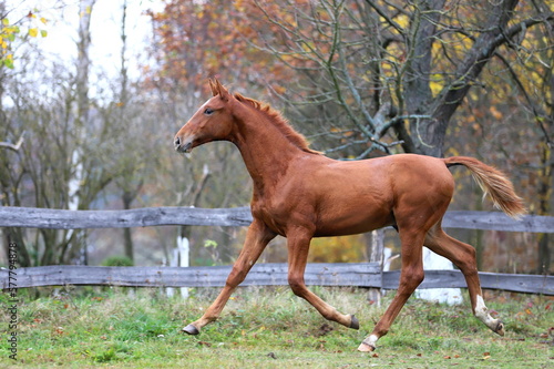 beautiful chestnut colt trotting against the background of autumn colorful trees