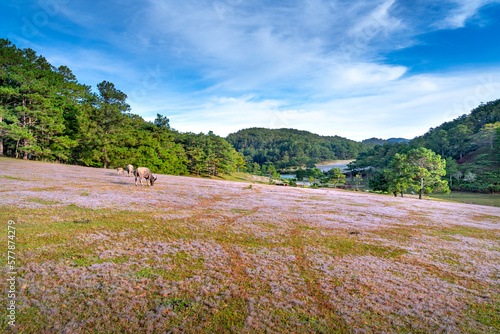 Beautiful landscape of Da lat in Viet Nam, pink grass hill contrast with green tree make the wonderful scene for DaLat tourism, sun rays, clouds, and fog