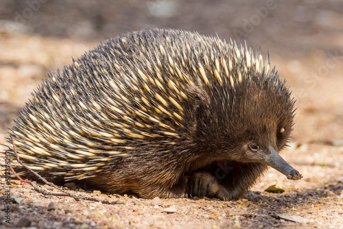 Short-beaked Echidna in Victoria Australia