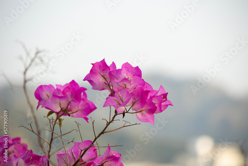 pink flowers in the wind