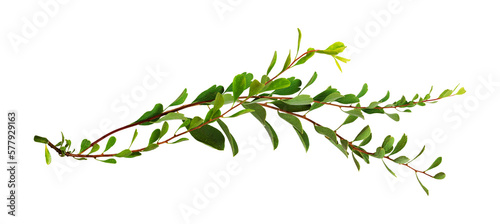 Twigs with small green leaves isolated on white or transparent background