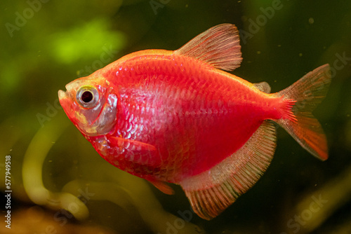 kolorowa egzotyczna rybka w akwarium w zbliżeniu