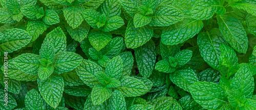 Mint leaves background. Green Peppermint leaves Pattern layout design Top view. Spermint plant growing.