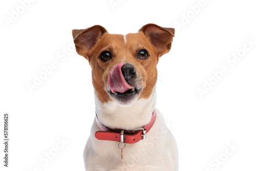 sweet little jack russell terrier dog sticking out tongue and licking nose