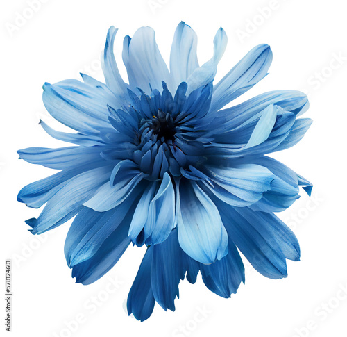 Blue flower isolated on white background, png with transparency 