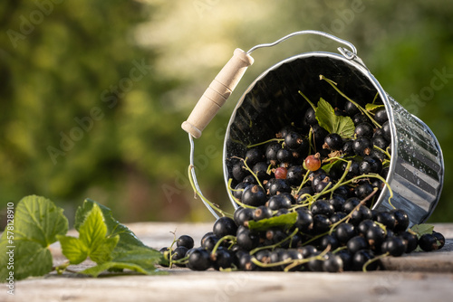 Czarna porzeczka. Świeże owoce czarnej porzeczki na tle wiosennego ogrodu. Zbiory czarnej porzeczki.