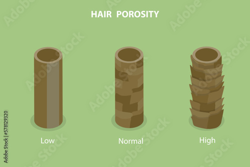 3D Isometric Flat Vector Conceptual Illustration of Hair Porosity, Anatomical Structure Scheme
