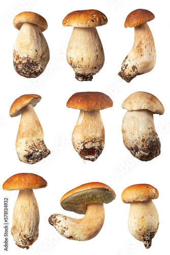 fresh porcini mushroom, Boletus mushroom, ceps isolated on white background