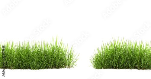 Rice seedlings isolated on white background. Green Grass Border isolated on white background. The collection of grass. The grass is native to Thailand is very popular in the front yard.