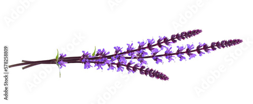 Sprigs of purple salvia flowers in a small bouquet isolated on white or transparent background