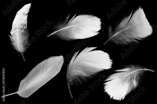 Group white feather isolated on black background