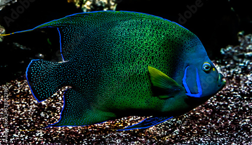 Semicircle angelfish. Latin name - Pomacanthus semicirculatus