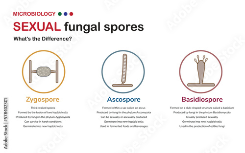 Microbiology diagram explain differences of zygospores, ascospores, and basidiospores that are produced by fungi in term of structure, reproduction, and ecological roles.