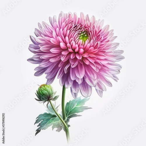 Pink chrysanthemum flower isolated on white background. Watercolor illustration of a beautiful light pink flower. Generative AI art.