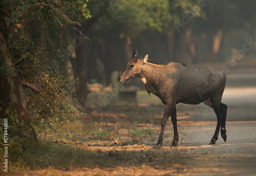 Blue bull at Keoladeo Ghana National Park, Bharatpur, India