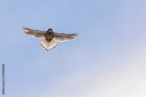 The common kestrel (Falco tinnunculus) high in the sky