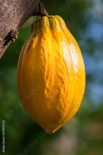 Yellow Cocoa pod grows on the tree. The cocoa tree ( Theobroma cacao ) with fruit.