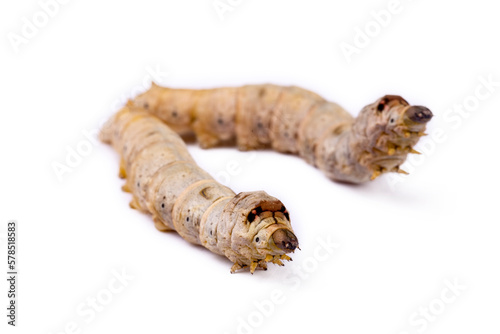 The silkworm is the larva or caterpillar of the domestic silkmoth, Bombyx mori. It is an economically important insect, being a primary producer of silk.