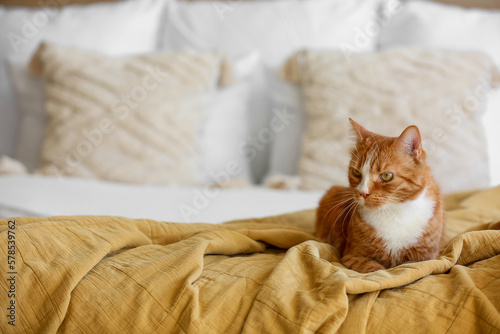 Cute red cat lying on blanket in bedroom, closeup