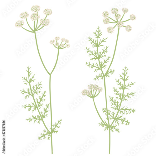caraway, field flowers, meridian fennel , vector drawing wild plants at white background, floral elements, hand drawn botanical illustration