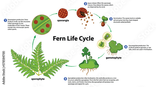 Fern Life Cycle Diagram for Science Education