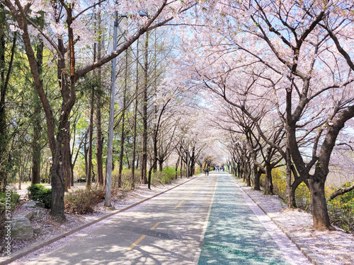 벚꽃이 만개한 산책로 (자전거도로) 