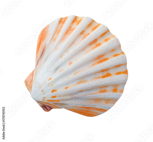 seashell isolated on transparent background