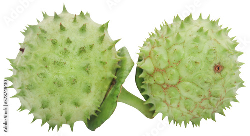 Medicinal Datura fruits