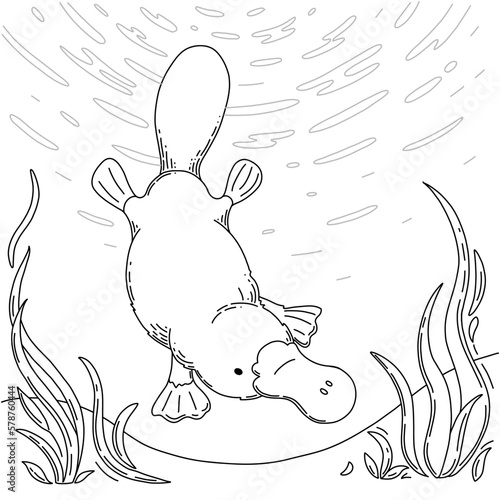Cute australian platypus diving and swimming. Coloring page for kids. Learning animals with fun and joy. Vector black and white line illustration.
