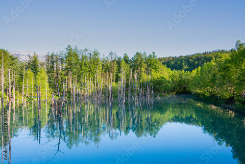 春の青空を映す青い池の水面 美瑛町 