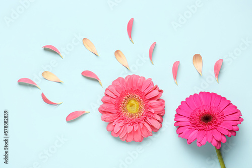 Composition with beautiful gerbera flowers and petals on blue background