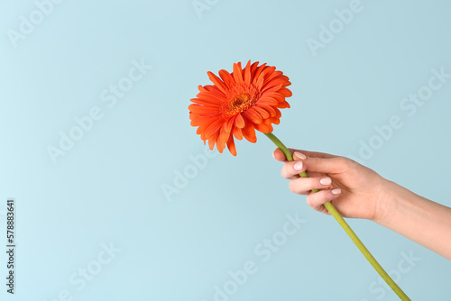 Female hand holding beautiful gerbera flower on blue background