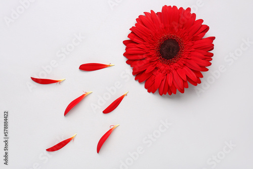 Beautiful gerbera flower and petals on grey background