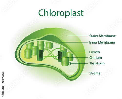 illustration of biology, Chloroplast is an organelle that contains the photosynthetic pigment chlorophyll that captures sunlight and converts it into useful energy