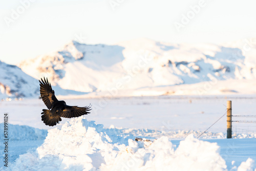 imagen de un cuervo negro volando sobre la nieve con las montañas de fondo