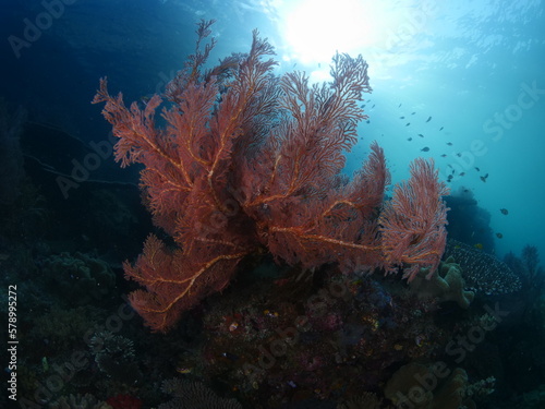 soft corals underwater pink and orange soft coral