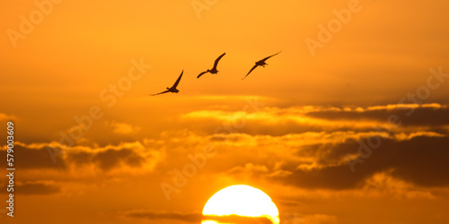 Sunset of flying birds, geese departing with sunset on the background. Greylag gooses flying in the air