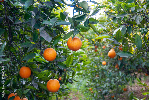 Naranjas en el árbol.