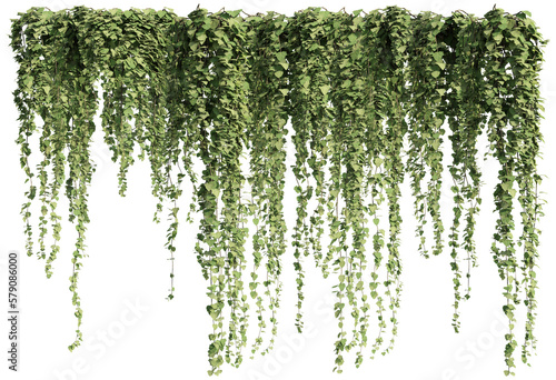 ivy plants isolated on transparent background, 3d rendering 