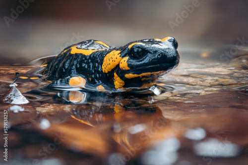 Fire salamander (Salamandra salamandra) in its natural habitat