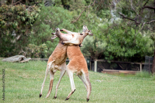 the male red kangaroos body is a shade of red fur his head is grey with a white muzzle, they are the tallest kangaroo