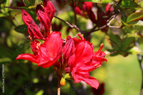 rhododendron azalia różanecznik